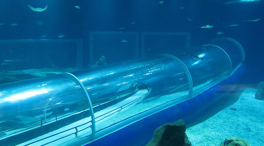 Aquário Marinho no Rio de Janeiro