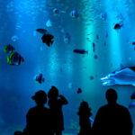 aquario