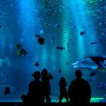 aquario1