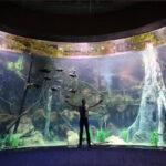 aquario2